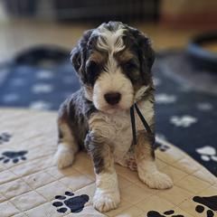 Aussiedoodle and Double Doodle Puppies from Parrish Precious Ones Texas