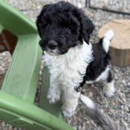 Monte Cristo - Brown Collar - Tri-color male Bernedoodle puppy in Buena Vista, Colorado from Mountain Poppy Bernedoodles