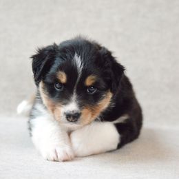 Aspen - Black tri-color female Australian Shepherd puppy in Aberdeen, North Carolina from Huckleberry Hill Aussies LLC.