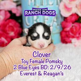Clover - Silver and white female Pomsky puppy in Humeston, Iowa from M.A.R. Dogs