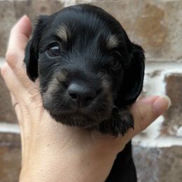 Salem - Black and cream male Dachshund puppy in Enterprise, Alabama from Kismet Doxies