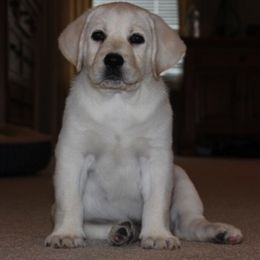 Labrador Retriever Puppies from Turtle Creek Labradors