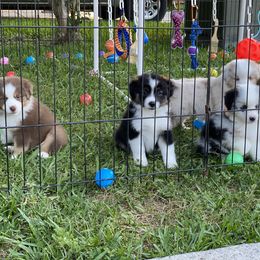 Miniature American Shepherd Puppies from Fruition Farms