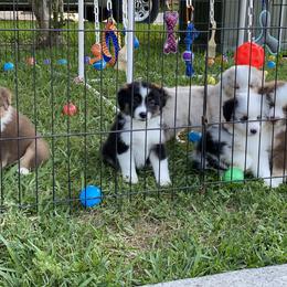 Miniature American Shepherd Puppies from Fruition Farms