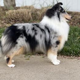 Vicki - Shetland Sheepdog