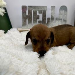 Lyla - Red female Dachshund puppy in Rio Linda, California from Destiny's Mini Doxies