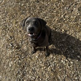 Willow - Dilute Retriever