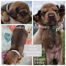 Dachshund Puppies from Wayward Home Dachshunds
