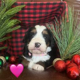 Donner - Tri-color female Bernedoodle puppy in Temecula, California from Country Hills Doodles