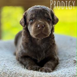Tart - Brown female Poodle puppy in Pella, Iowa from Prodigy Farms Therapy Dogs
