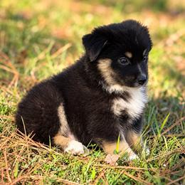 Timon - Black tri male Miniature American Shepherd puppy in Leitchfield, Kentucky from Legendmaker MAS