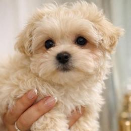 Romeo - Cream male Maltipoo puppy in Chattanooga, Tennessee from Joy-Fur Puppies