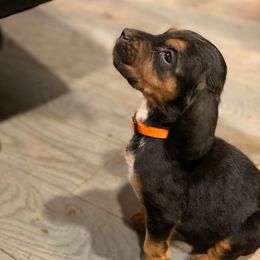 Basset Hounds and Bloodhounds from Clays Bloodhounds and Bassets