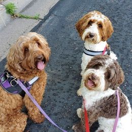 Australian Labradoodles from Rum River Labradoodles