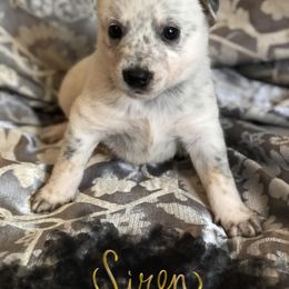 Australian Cattle Dog Puppies from Intermountain Australian Cattle Dogs