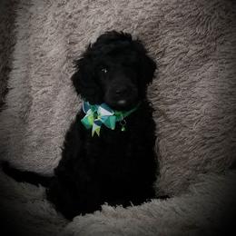 Poodle Puppies from A &A Pinedale Woods Standard Poodles