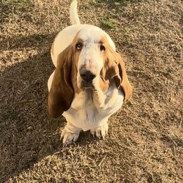 Sophie - Basset Hound