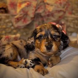 Dachshund Puppies from Wiggles & Wags Dachshund's