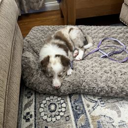 Border Collie Puppies from Three16 Ranch