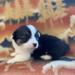 Filly - Black and tan female Pembroke Welsh Corgi puppy in Woodland, Washington from MB Acres Corgis