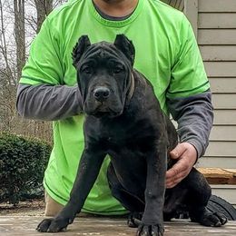 Cane Corso from Cani Diavolo's Cane Corso