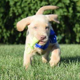 Dilute Retriever Puppies from Royalty Retrievers