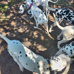 Dalmatian Puppies from America's Dalmatian Friends