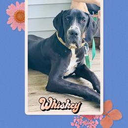 Whiskey - Black male Great Dane puppy in Gonzales, Louisiana from Anstatt House Of Danes