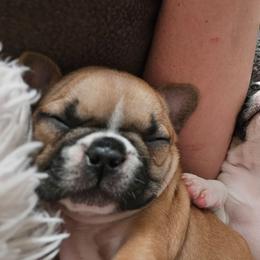 Jackie - Fawn and white female French Bulldog puppy in Monterey, Louisiana from McaysKennels