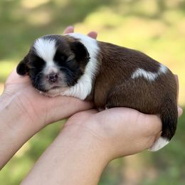 Mr. Red - Brindle male Shih Tzu puppy in Waco, Texas from Shih Tzus To Love