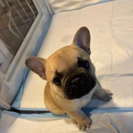 Raymond - Fawn male French Bulldog puppy in Neenah, Wisconsin from Mimosa Acres French Bulldogs LLC