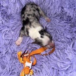 Blue merle boy - Blue merle male Miniature Australian Shepherd puppy in Graham, North Carolina from Thompson Farm Mini Aussies