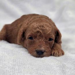 Reese's - Red  male Goldendoodle puppy in Vernon, Texas from Sugarland's Texas Goldendoodles