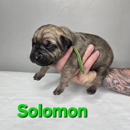 Solomon - Fawn male Cane Corso puppy in Elkhart, Indiana from Martins Almighty Cane Corsos