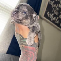 Marshall - Blue and tan male Pomeranian puppy in Okmulgee, Oklahoma from 918 Pomeranians