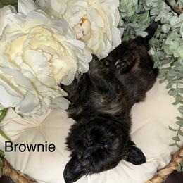 Shih Tzu Puppies from Shannon’s Sugar Sweet Shih Tzu’s