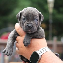 Teal Collar - Gray female Cane Corso puppy in Lusby, Maryland from Coastal View Kennels