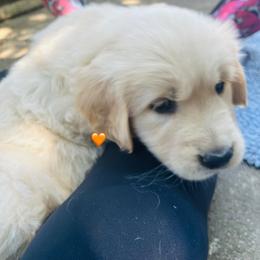 Miss Orange - Light golden female Golden Retriever puppy in Carmichael, California from Sadie Lane Family Goldens