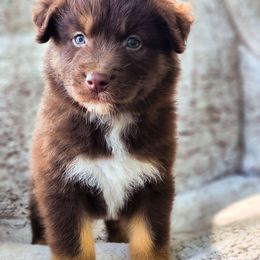 Loki - Red tri-color Australian Shepherd puppy in Coldwater, Michigan from Northern Star Australian Shepherds