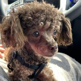 Tobi - Poodle