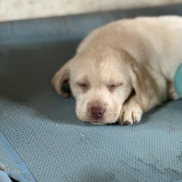 Labrador Retriever Puppies from Creekside Canines