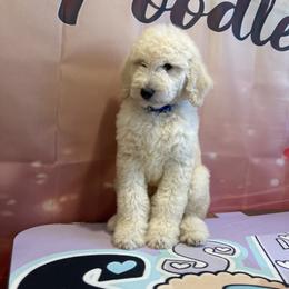Romeo - White male Poodle puppy in Mobile, Alabama from Semmy’s Standard Poodle LLC