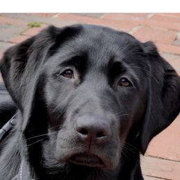 Labrador Retriever Puppies from Laurie & Joe's Labs