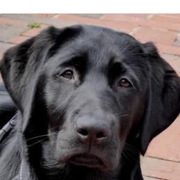 Labrador Retriever Puppies from Laurie & Joe's Labs