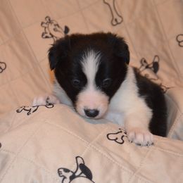 Serena - Border Collie puppy in Grapevine, Texas from Cates Border Collies