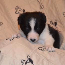 Serena - Border Collie puppy in Grapevine, Texas from Cates Border Collies