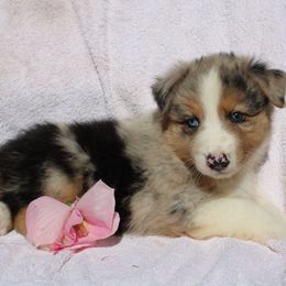 Zion - Blue merle male Australian Shepherd puppy in Honey Brook, Pennsylvania from New Adventures Puppies