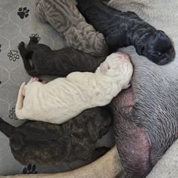 Cane Corso Puppies from Carrie Brown's Cane Corsos