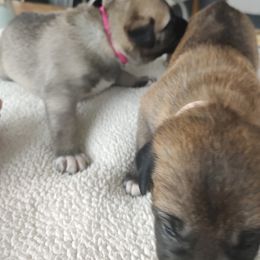 Anatolian Shepherd Dog Puppies from Harris' Anatolian Livestock Guardian Dogs