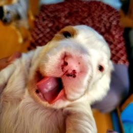 English Setter Puppies from English Setters of the Eyrie